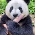 No wonder pandas are from China
