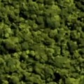 Amazonian forest from space