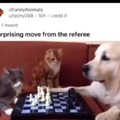 Dog vs cat in chess with referee