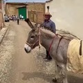 Wholesome donkey