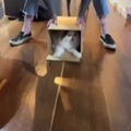 The cat is afraid to come out of the box