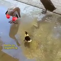 Duck Love and Thunder
