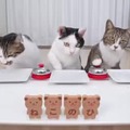 cats asking for food
