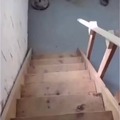 Pupper didn’t know how to use the stairs til mom showed him